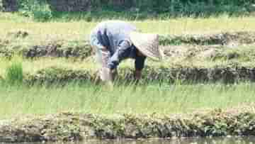 Monsoon: আশঙ্কা ছিল, এবার বার্তা দিল নবান্ন; বৃষ্টি না হলে ব্যাপক ক্ষতির মুখে পড়বে ধান চাষ