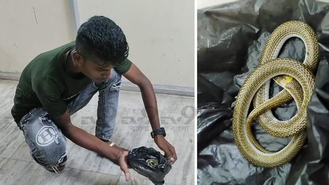 Snake Bite: অন্ধকার রাস্তায় সাপের ছোবল মহিলাকে, এরপরই এক কাণ্ড ঘটালেন তিনি...