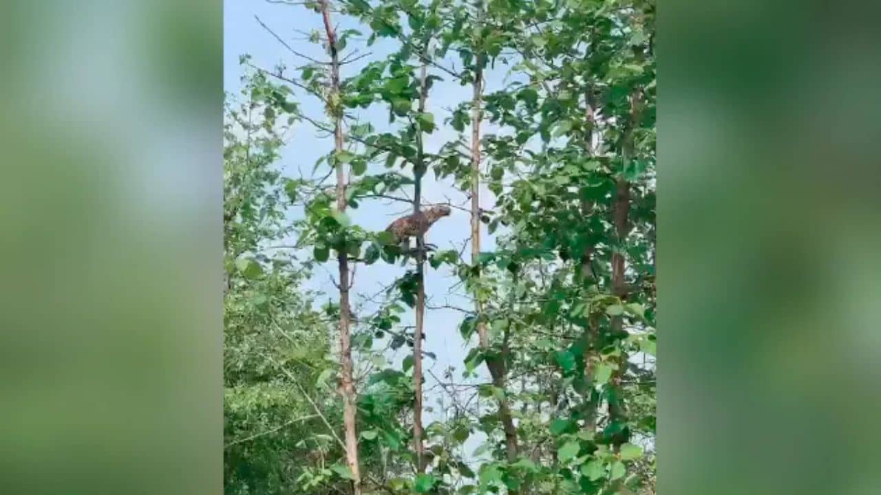 Viral Video: এক লাফে বাঁদর বাচ্চা শিকার! দেখুন চিতার ভাইরাল ভিডিয়ো