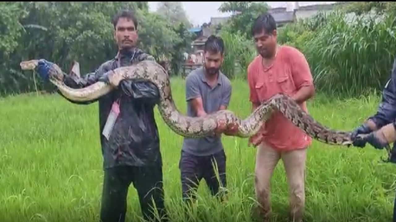15 Foot Python: ১৫ ফুটের বিরাট পাইথনের ছবি দেখে নেটপাড়ায় বিস্ময়!