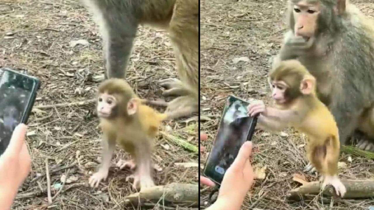 Viral Video: ফোনটা চাই-ই! বাঁদরছানার বায়নাক্কা, মা সরিয়ে দিলেও সে নাছোড়বান্দা, দেখুন ভিডিয়ো