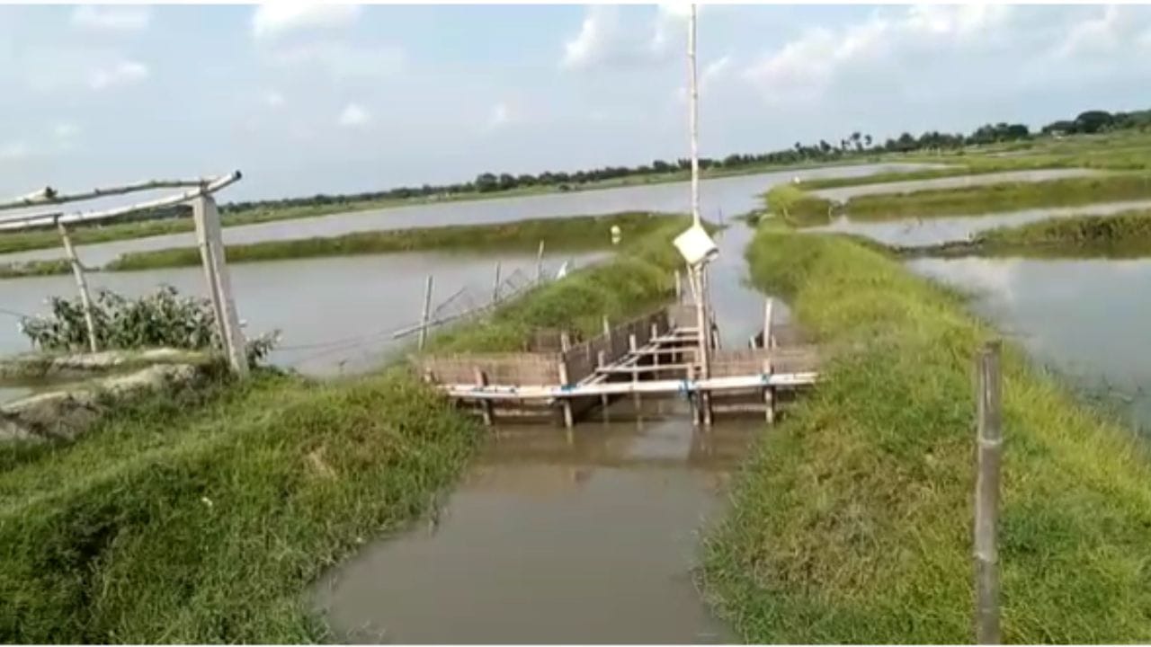 Basirhat: বিশুদ্ধ জলের অভাব, ভেড়িতে মরে যাচ্ছে মাছ, মাথায় হাত মৎস্য ...