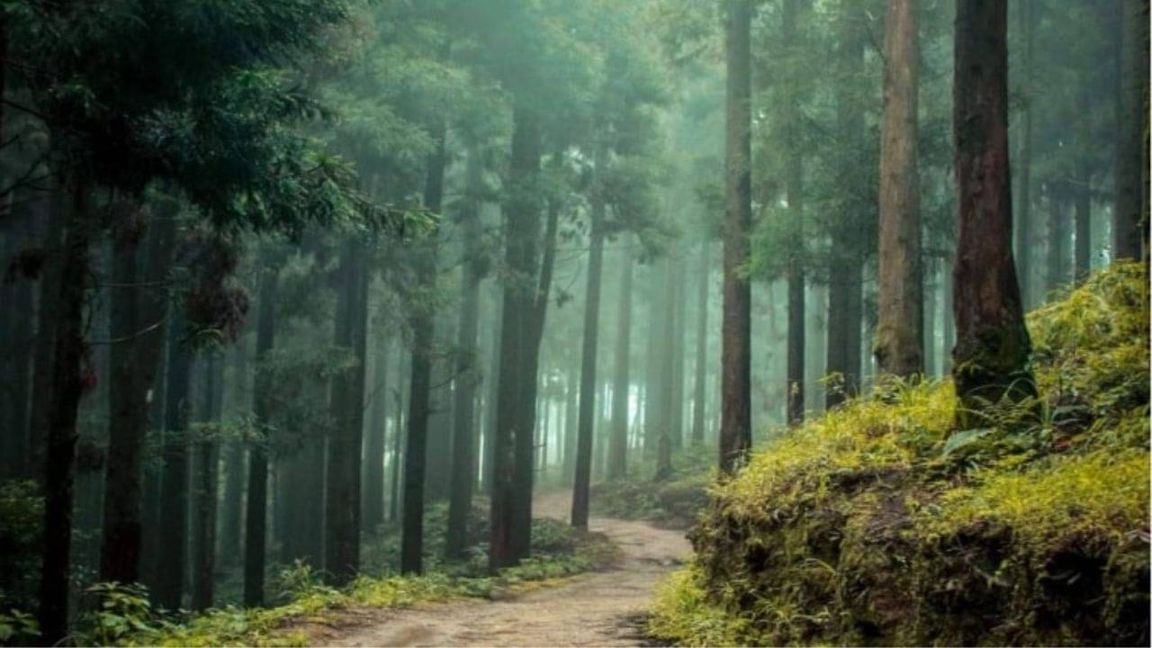 Lepcha Jagat: ঘোর বর্ষায় লেপ মুড়ি দিতে যে কারণে আপনার বাকেট লিস্টে লেপচাজগৎ জরুরি