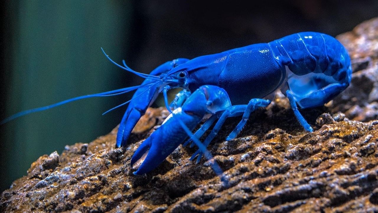 Blue Lobster: 20 লাখে একটা মেলে, মাছ ধরতে গিয়ে নীল গলদা চিংড়ির সন্ধান পেলেন বাপ-ছেলে, কেন এমন বিরল রং, জানুন