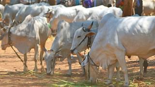 CID in Cow Smuggling Case: সিল হল এনামুলের ভাগ্নের রাইসমিল, গরু পাচারের তদন্তে আরও সক্রিয় CID