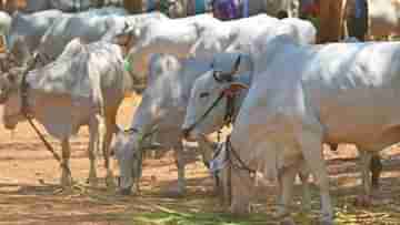 Cattle Smuggling Case: গরু পাচার মামলা, এনামুলের ভাগ্নের মার্বেলের দোকানে সিআইডি হানা