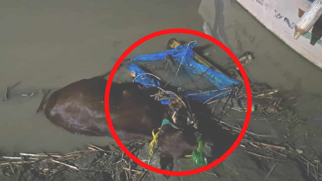 Cow Smuggling: কলার ভেলায় ভাসিয়েই সীমান্তে নদী পার হয়ে যাচ্ছে গরু, পাচারের সেই ভিডিয়ো দেখুন