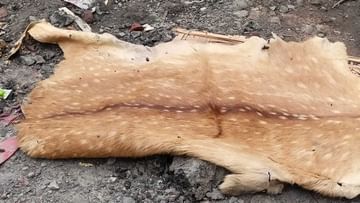 Deer Skin: বেহালার ভ্যাটে পড়ে হরিণের ছাল, খবর পেয়ে ভিড় জমালেন অনেকেই