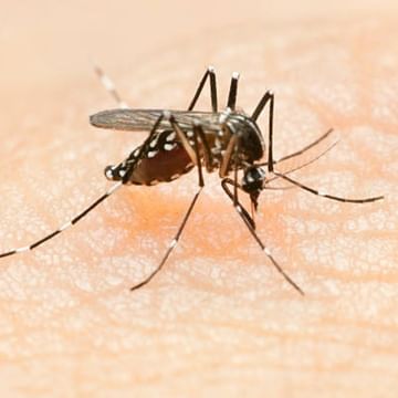Dengue Death: ডেঙ্গির থাবা মুর্শিদাবাদে, মৃত্যু মহিলার, আক্রান্ত আরও ৩