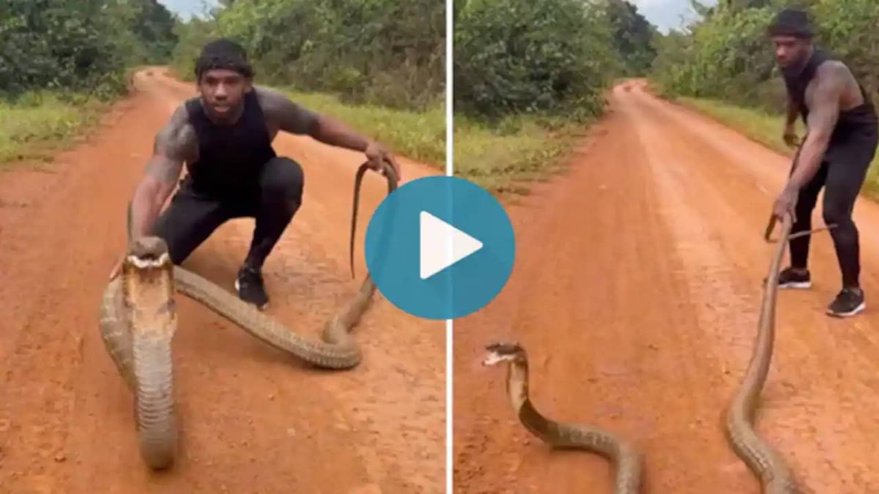 Viral Video: ধরার চেষ্টা করতেই ফোঁস করে উঠছে বিরাট কিং কোবরা, ভয়ঙ্কর ভিডিয়োটা দেখলে গায়ে কাঁটা দেবে