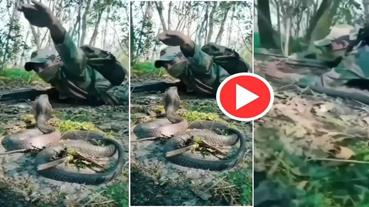 Viral Video: যুদ্ধের সময় ভয়ঙ্কর কোবরার হানা! শক্ত করে সাপকে ধরেই শত্রুকে গুলি চালালেন জওয়ান, রোমহর্ষক ভিডিয়ো 