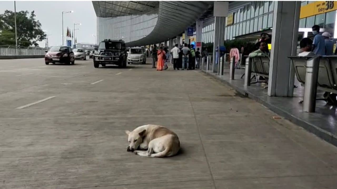 Kolkata Airport: দিল্লিগামী উড়ানে মাঝ আকাশে হঠাৎই অসুস্থ যাত্রী, কলকাতার হাসপাতালে মৃত্যু