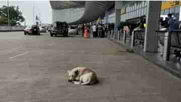 Dog Attack: কলকাতা বিমানবন্দর চত্বরে কুকুরের কামড়, আক্রান্ত দুই বিমানযাত্রী