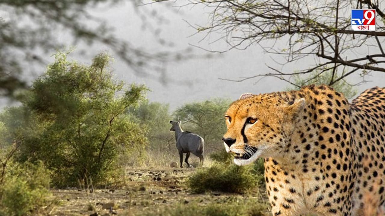 Kuno National Park: মধ্যপ্রদেশে জঙ্গল সাফারিতে যেতে চান? আফ্রিকান চিতার দেখা মিলবে এবার কুনোয়