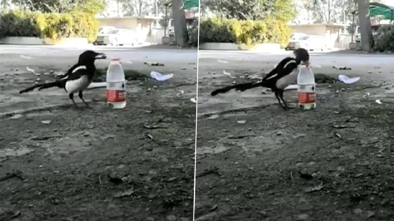Thirsty Crow Story: ছোট্ট পাথরের টুকরো দিয়ে বোতলের জলস্তর বাড়িয়ে তৃষ্ণার্ত কাকের গল্প মনে করাল এই ম্যাগপাই