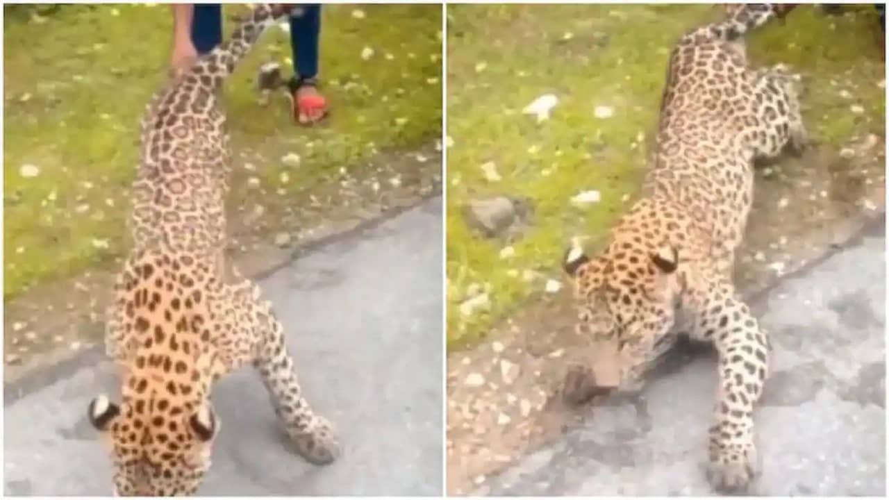 Viral Video: পা চেপে লেজ ধরে টেনে লেপার্ডের সঙ্গে ন্যক্কারজনক ব্যবহার, ভিডিয়ো দেখে ক্ষোভে ফুঁসছে নেটপাড়া