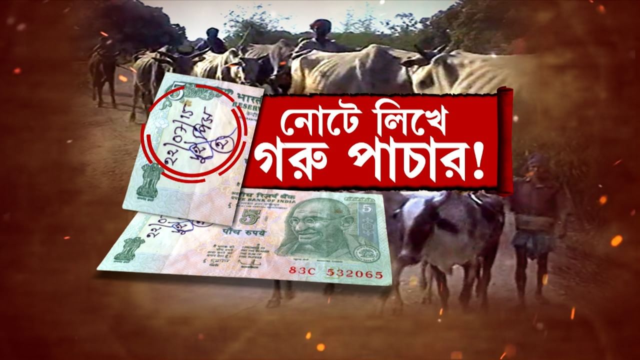 Cow Smuggling: পাঁচ টাকার নোট দেখিয়েই কি সীমান্ত পার হত গরু? কীভাবে চলত মুর্শিদাবাদে গরু পাচারের করিডর?