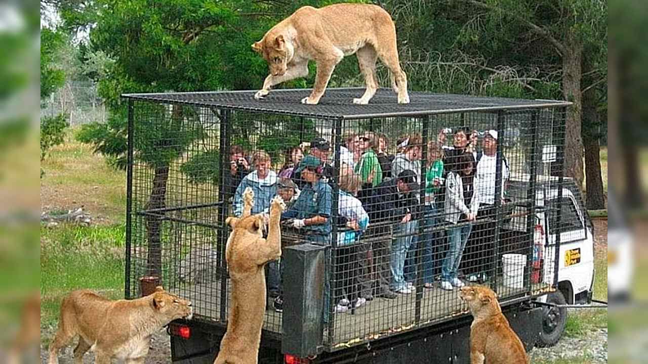 China Zoo: খাঁচাবন্দি 'বিপজ্জনক মানুষ', দেখতে আসছে বাঘ-সিংহ, এ কেমন চিড়িয়াখানা! দেখুন ভিডিয়ো