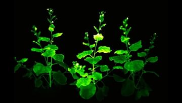 Plants Grow In Dark: ঘুটঘুটে অন্ধকারে জন্মাল গাছ, মঙ্গল গ্রহেও ফসল ফলানোর দিশা দেখাচ্ছে বিজ্ঞানীদের নতুন আবিষ্কার