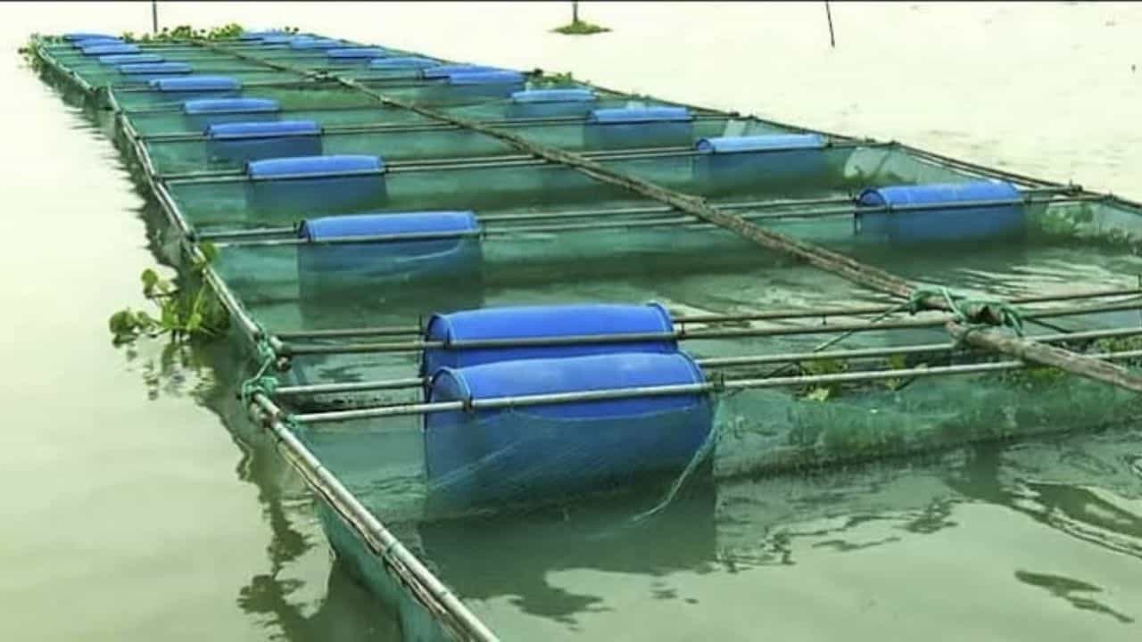 Fisheries: বেসরকারি সংস্থাদের সমুদ্র দখল! 'খাঁচায় মাছ চাষ' করায় জীবিকা সঙ্কটের আশঙ্কা মৎস্য চাষিদের Fisheries: বেসরকারি সংস্থাদের সমুদ্র দখল! 'খাঁচায় মাছ চাষ' করায় জীবিকা সঙ্কটের আশঙ্কা মৎস্য চাষিদের