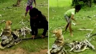 Viral Video: স্যান্ডউইচ ছিনিয়ে নিয়ে গেল বাজপাখি! ব্যক্তির করুণ মুখ জিতল নেটদুনিয়ার মন