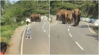 Viral Video: আদরের পোষ্যকে পেঁচিয়ে ধরেছে বিশাল অজগর, তিন বন্ধুর নাছোড় লড়াইয়েই শেষমেশ স্বাধীনতার স্বাদ পেল কুকুর