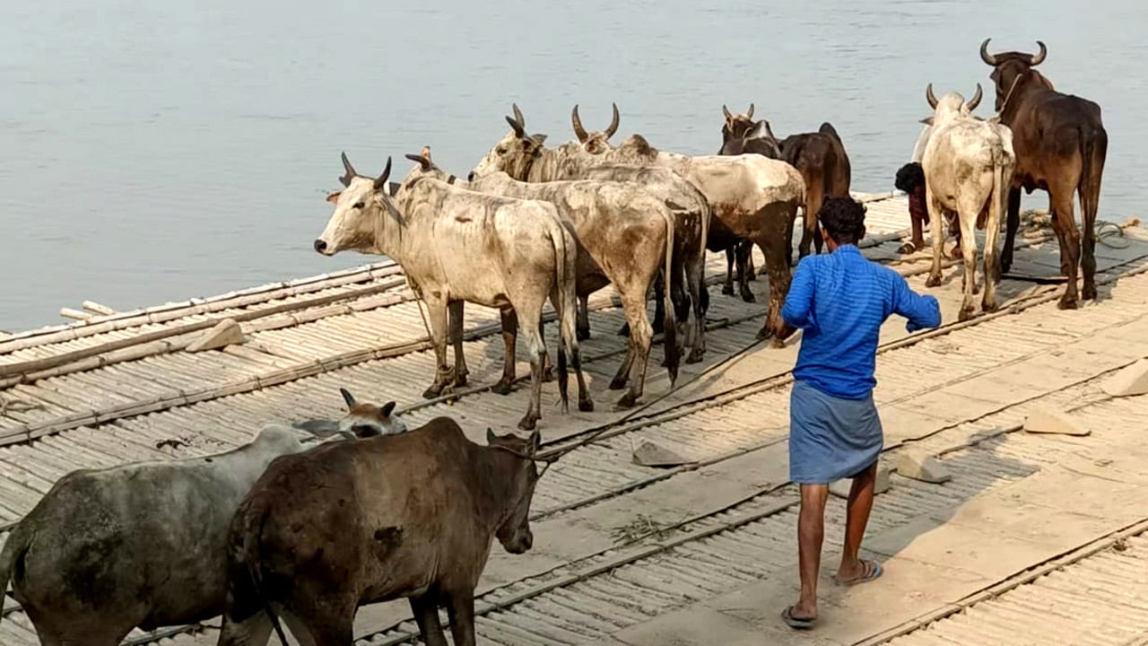 Cow Smuggling Case: বীরভূমে ফাঁস হতেই এবার কি কেতুগ্রামের গরুর হাটে খুঁটি বাঁধছে পাচারকারীরা?