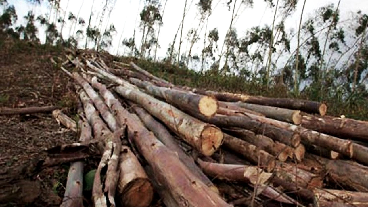 Alipurduar: কাঠ মাফিয়াদের দাপটে কাটা পড়ছে গাছ! ঘন জঙ্গল যেন ফুটবল মাঠ, কাঠগড়ায় বনকর্মীরাও