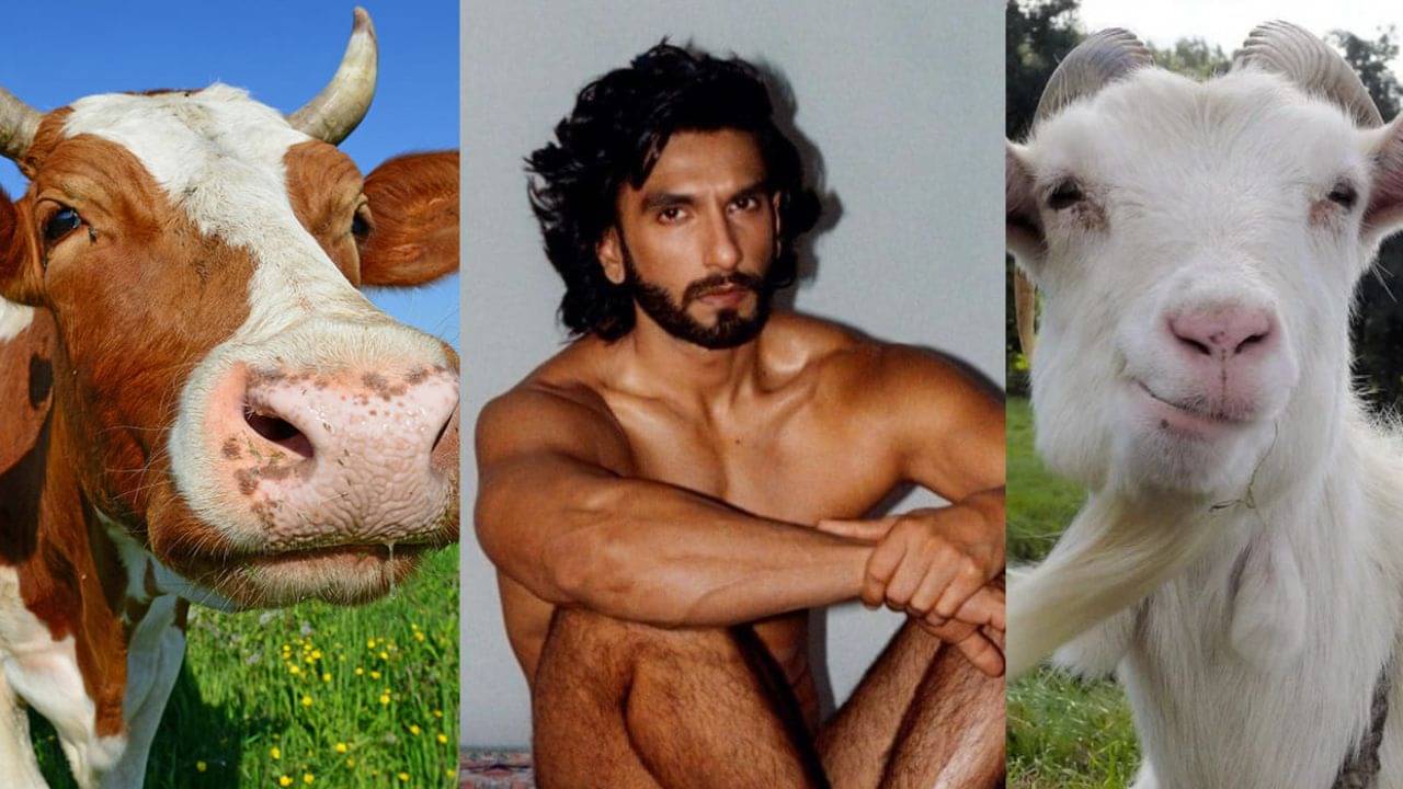 Ranveer Singh: পশুদের স্বার্থে আরও একবার নগ্ন হন, রণবীরকে কাতর অনুরোধ পেটার