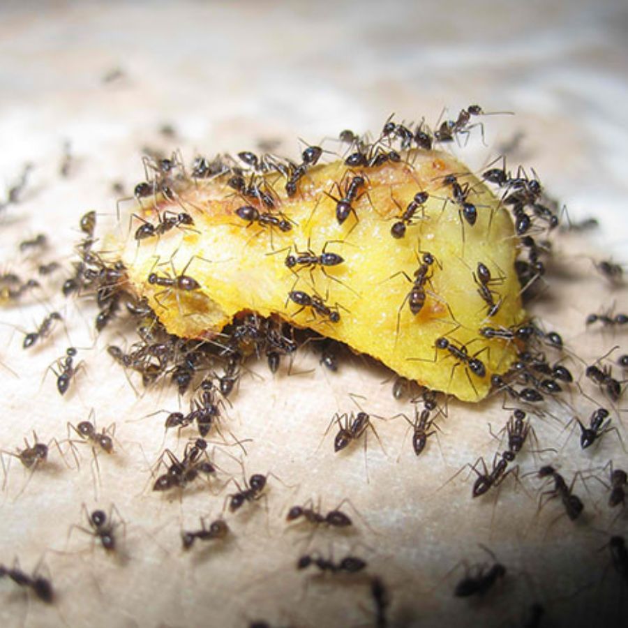 জ্যোতিষ বা বাস্তুমত, সব পিঁপড়ে শুভ নয়। আবার সব ধরনের পিঁপড়ে অশুভও নয়। কালো পিঁপড়েকে শুভ বলে মনে করা হয়। তাই বাড়িতে কালো পিঁপড়ে ঘোরাফেরা করলে বুঝবেন আপনার সম্পদ বৃদ্ধি হঠাত করে হয়ে গিয়েছে। 