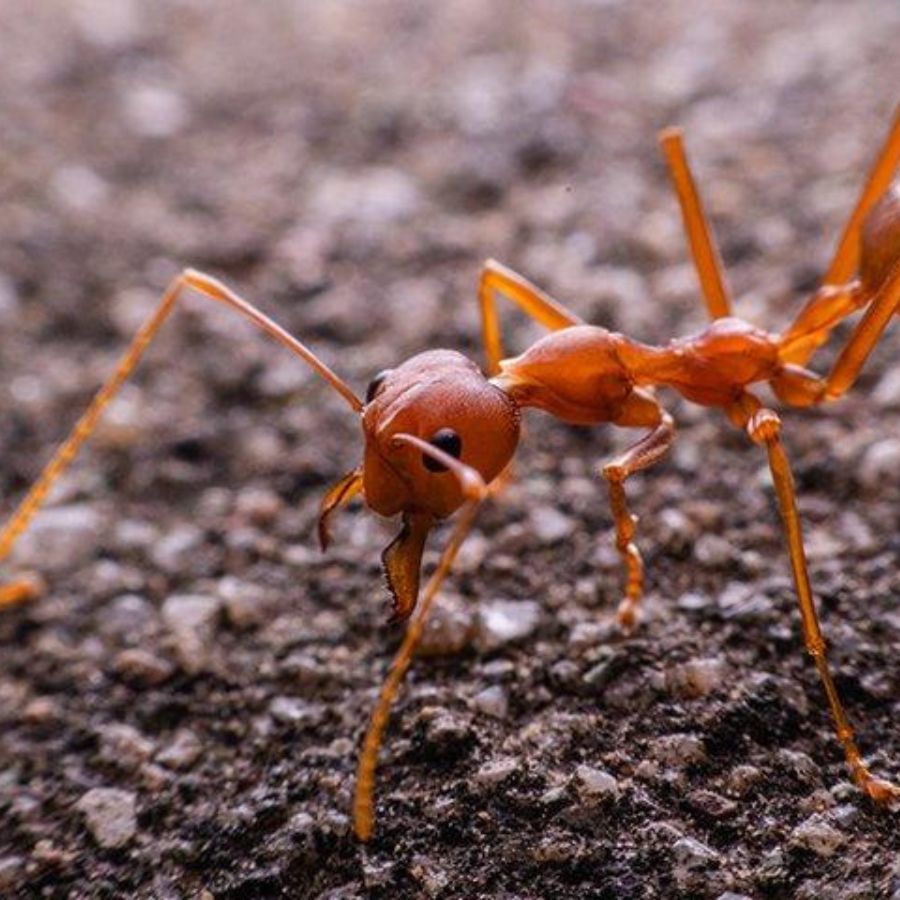 পিঁপড়ের মত ক্ষুদ্র প্রাণীগুলি সব পরিবেশের সঙ্গেই মানিয়ে নিতে পারদর্শী। প্রাথমিকভাবে গ্রীষ্মকালে সবচেয়ে বেশি দেখাযায়। শীতকালে খুবই কম দেখা যায়। এছাড়া বর্ষাকালেও পিঁপড়েদের উপদ্রব খুব কম থাকে না।
