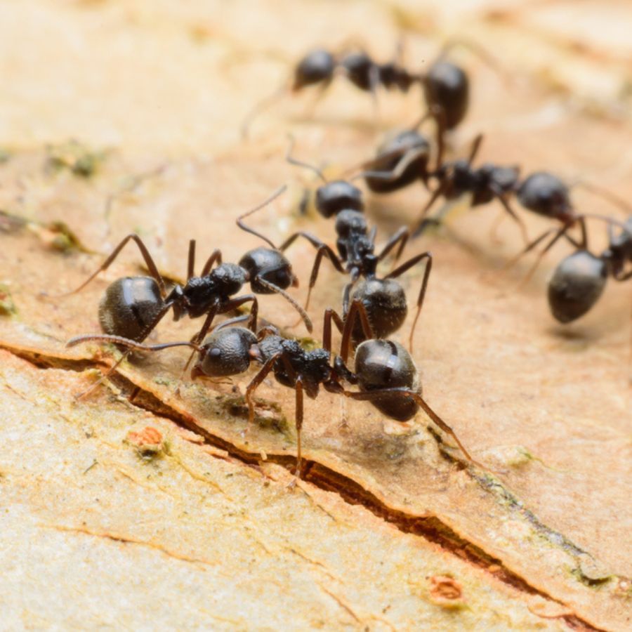 কালো হলেই শুধু হবে না, ছোট না বড়, তাও দেখা দরকার। ছোট বা বড় কালো পিঁপড়ে সারি সারি ঘরের মধ্যে ঘোরাফেরা করে মানে প্রতিপত্তি বৃদ্ধি হয়। কিন্তু ছোট লাল পিঁপড়ে দেখা দিলে তা হঠাত করে সম্পদহানি হওয়ার আশঙ্কা থাকে।