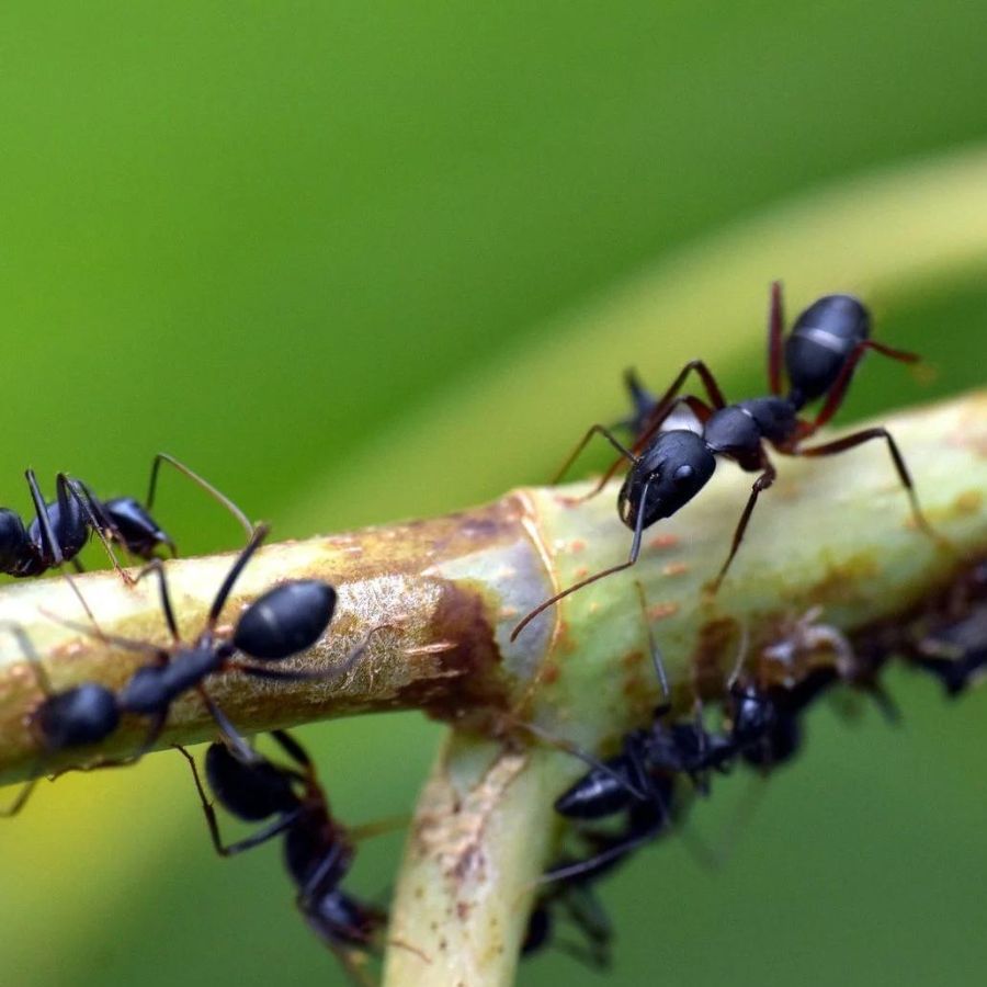 পিঁপড়েরা খুবই পরিশ্রমী হয়। পুরো গ্রীষ্মকালটা খাদ্যের খোঁজে সারাক্ষণ ব্যস্ত থাতে। তারপর সেই খাদ্যগুলি শীতকালে কাজে লাগায়। কঠোর পরিশ্রমের ফল।