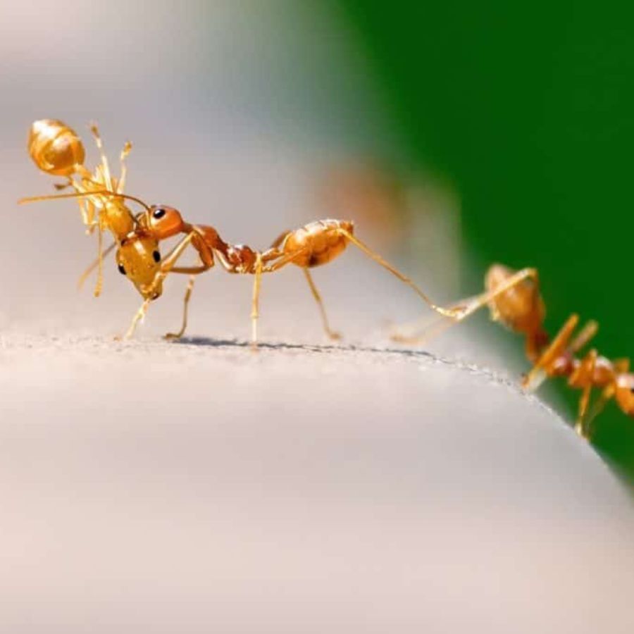 ছোট বা বড়, রঙের দিকেও পিঁপড়েদের ভাগ করা হয়। কালো রঙের হলে তা শুভ বলে মনে করা হয়। তারে আগমনে গৃহে ধন-সম্পদ বৃদ্ধি পায়।