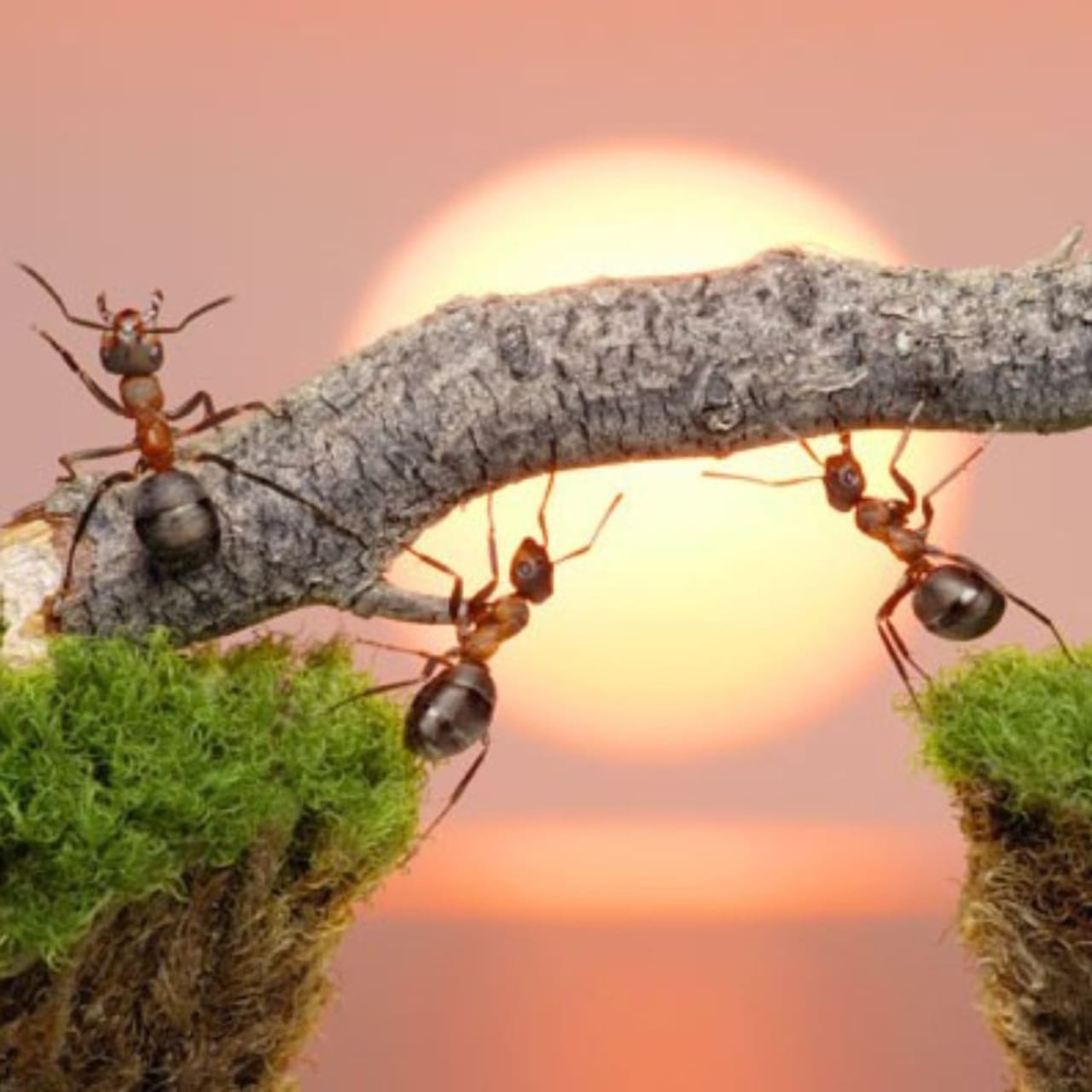 শীত আসার আগে ঘরে খাদ্য সঞ্চয় করে রাখা পিঁপড়েদের স্বাভাবিক ধর্ম। কিন্তু বর্ষাকালে পিঁপড়েদের উপদ্রব যেন একটু বেশিই বেড়ে যায়। বাড়িতে বেশি পিঁপড়ে দেখা দিলে সেগুলি আগে তাড়ানোর চেষ্টা করা হয়।   