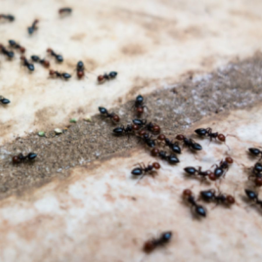 পিঁপড়ে যদি কামড়ে দেয়, তাহলে তা ভয় পাওয়া উচিত নয়। মনে করা হয়, দুর্নীতিগ্রস্ত ব্যক্তি বা খারাপ আচরণ সম্পন্ন ব্যক্তিকেই কামড়ায় বলে মনে করা হয়।