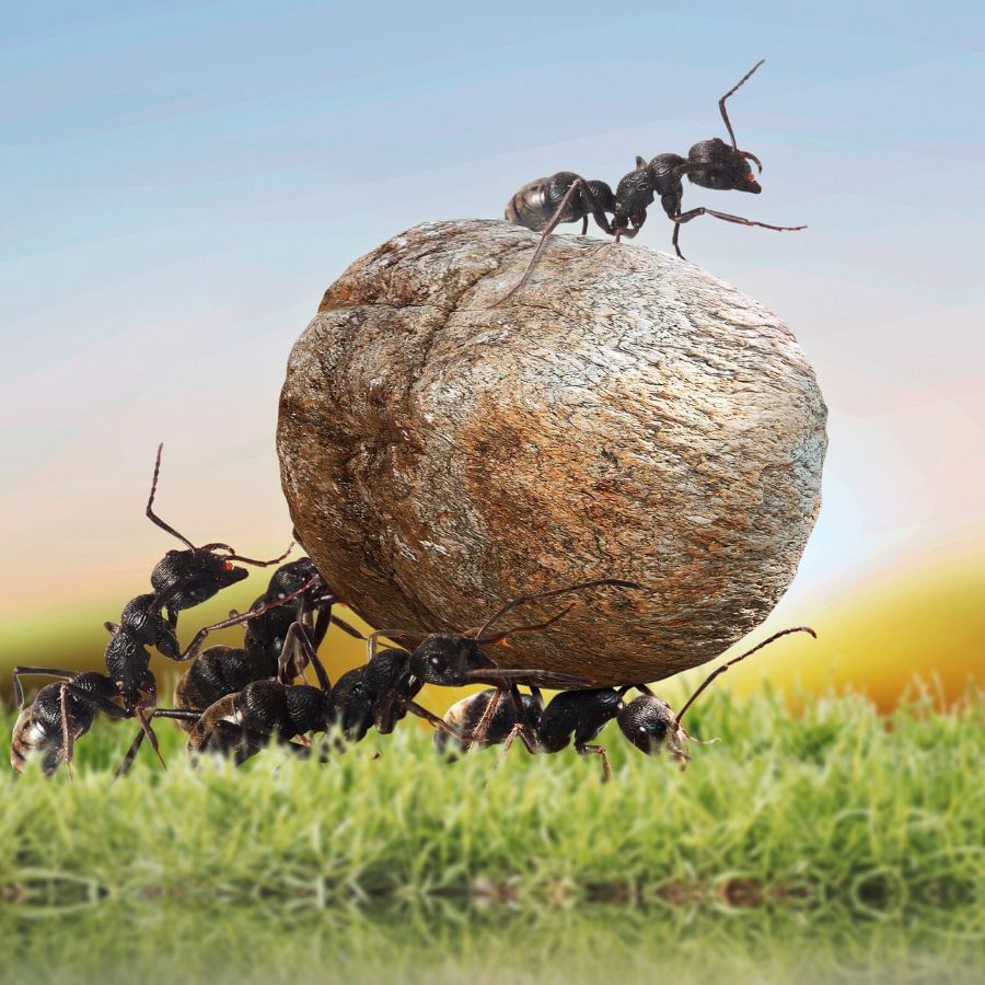 কথিত আছে, যে ঘরে এই পিঁপড়ের উপস্থিতি রয়েছে,  সেখানে সব পজিটিভ প্রভাব বজায় থাকে। নিরীহ পিঁপড়েদের উপর কখনও বিষ স্প্রে করার দরকার নেই। কারণ তারা কেবল কঠোর পরিশ্রমের ফল পাওয়া যাবে।