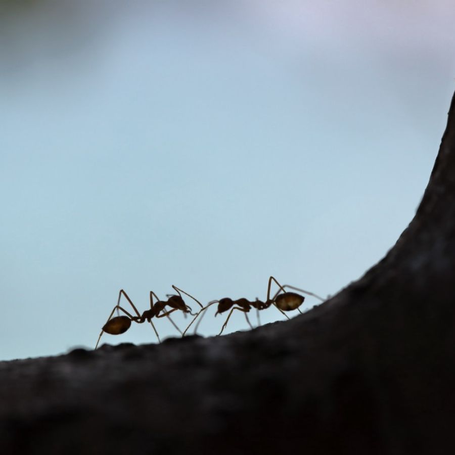 একটা কুসংস্কার আছে, পিঁপড়ের বাসা কখনও ভেঙে ফেলা উচিত নয়।কিন্তু সমস্ত তেমন যদি উপদ্রব বেড়ে যায়, তাহলে গমের আটা বাসার উপর ফেলে তাদের খাওয়ান।