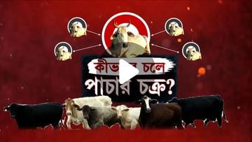 Cow Trafficking: ভারতের গরু বাংলাদেশে, কীভাবে হত পাচার?