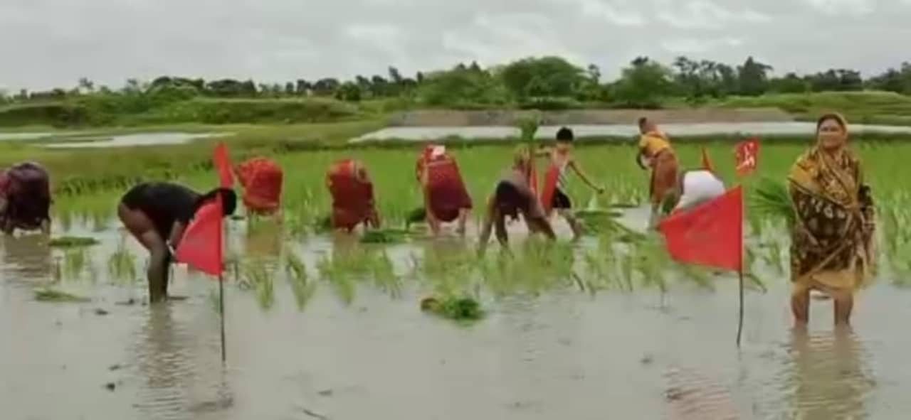 Nandigram CPIM: পঞ্চায়েত নির্বাচনের আগে জমি শক্ত করতে মরিয়া সিপিএম, লাল পতাকা লাগিয়ে কৃষি জমিতে চাষ বাম কর্মীদের