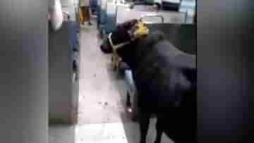 Bull Riding in Train: ট্রেনের বার্থে বাঁধা ষাঁড়!  অনুরোধ, সাহিবগঞ্জ আসলে নামিয়ে দেবেন প্লিজ, দেখুন ভিডিয়ো