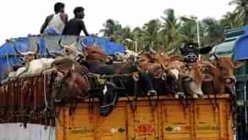 Cow Smuggling: গরু মজুতের স্টক পয়েন্টের জন্য জমি দখলের অভিযোগ, হুমকিতে মুখে কুলুপ এঁটেছিল গ্রামবাসীরা