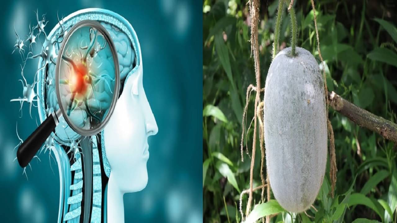 Village Food: জন্ম চালে তবে অনেকেই গুলিয়ে ফেলেন লাউয়ের সঙ্গে! এলেবেলে চালকুমড়োর উপকারিতা জানলে অবাক হবেন আপনিও...