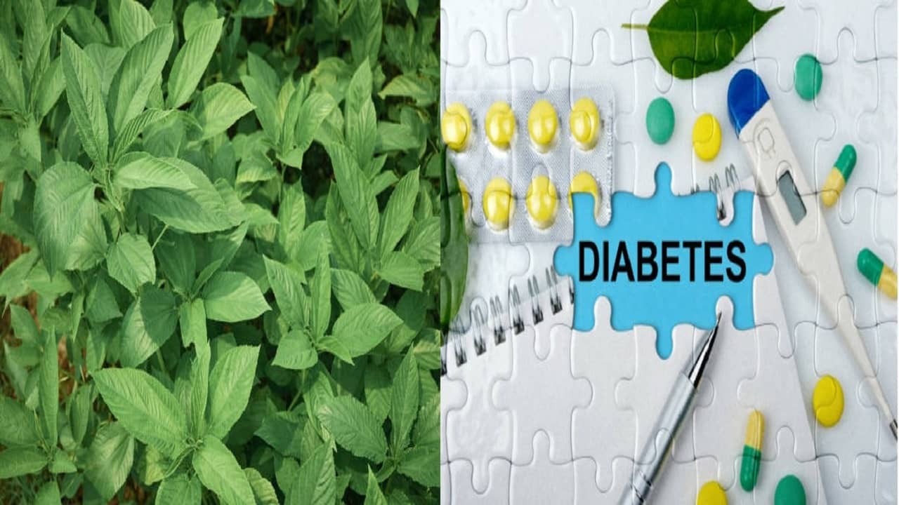 Village Food: বর্ষায় যদিও শাক-পাতা খেতে নিষেধ করেন বড়রা তবু পাতে পাখুন পাট পাতা, কেন জানেন...