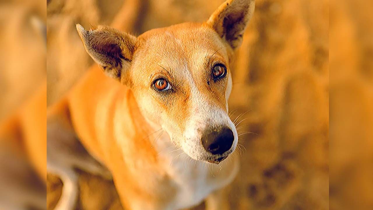 Stray Dog Killed: 'স্কুটির সামনে ঘুরঘুর করছিল', বাড়ির সামনে পথকুকুরকে গুলি করে খুন দুর্গাপুরে