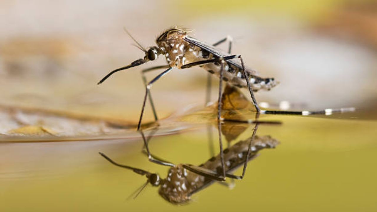 Mosquitoes: O গ্রুপের রক্ত? দিনের মধ্যে মশা অন্তত ২ বার আপনাকে কামড়াবেই