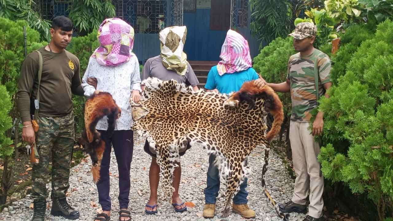 Red Panda Skin Recovered: ৩০ লক্ষেরও বেশি দামে বিক্রির ছক, চিতাবাঘের পাশাপাশি এই প্রথম রেড পান্ডারও চামড়া উদ্ধার