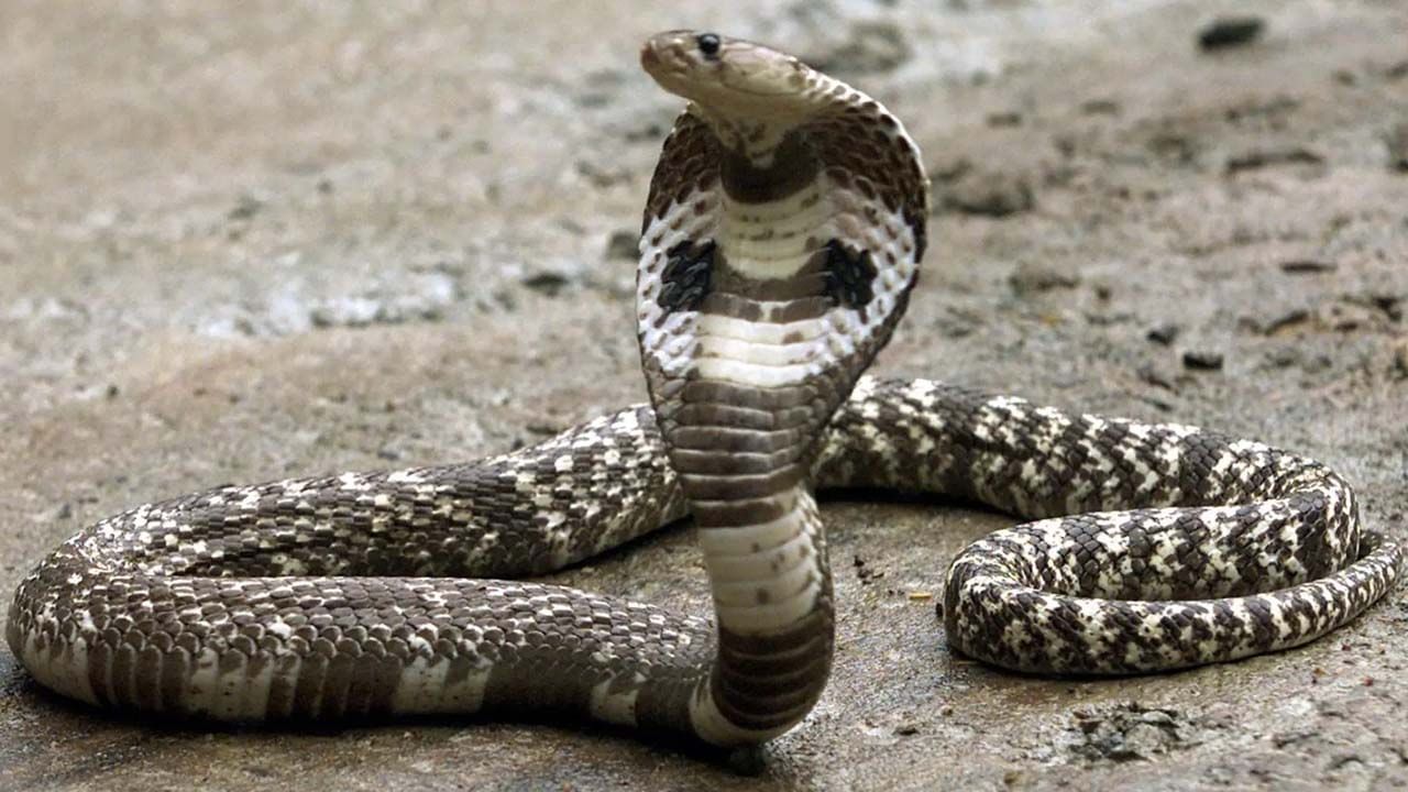 Snake Bite: সাপ গলায় জড়িয়ে গ্রামে ঘুরছিলেন, কামড় খেয়ে বাড়িতেই ঝাড়ফুঁক! গেল প্রাণ