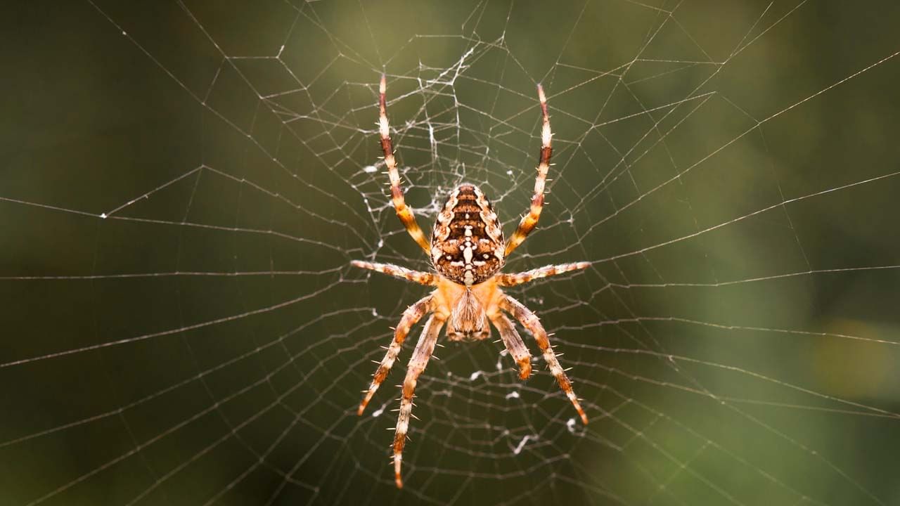 Spider: সংবাদপত্রের ভুয়ো তথ্যের জালে জড়িয়ে হাসফাঁস অবস্থা মাকড়সার