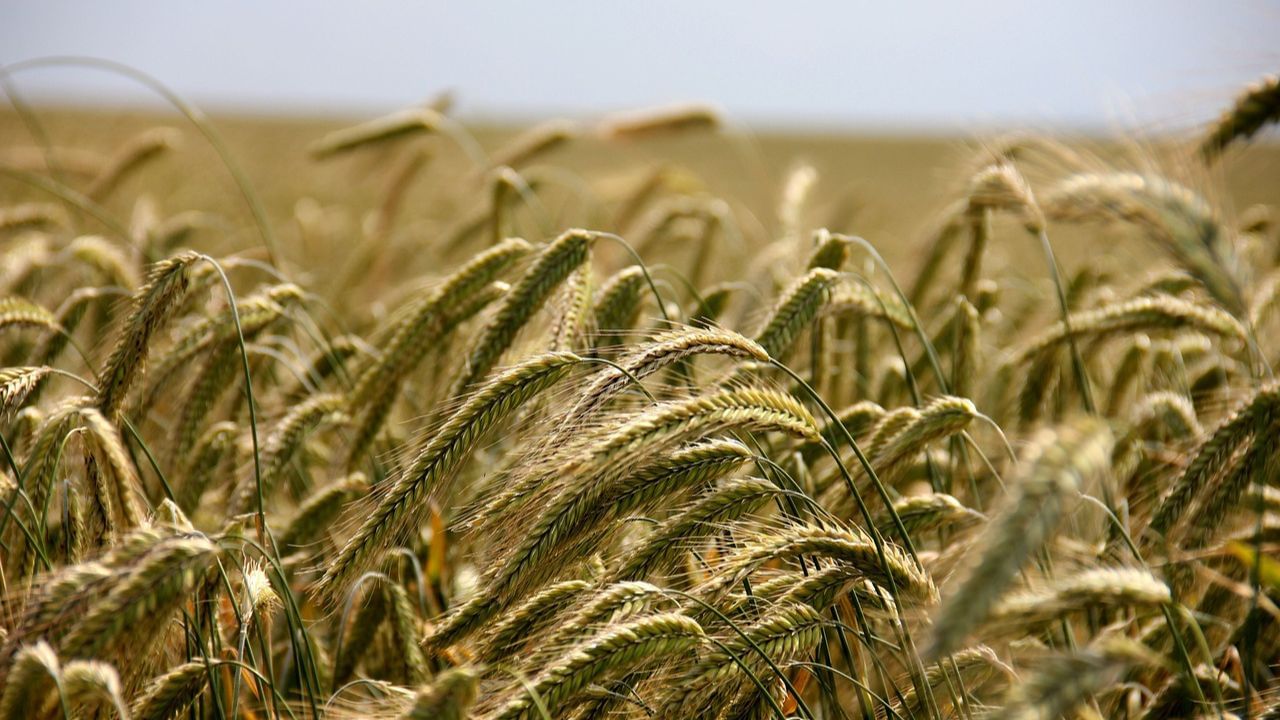 Wheat Import: 'অন্নদাতা' ভারতই এবার আমদানি করবে গম? জল্পনা উড়িয়ে কেন্দ্র জানাল...